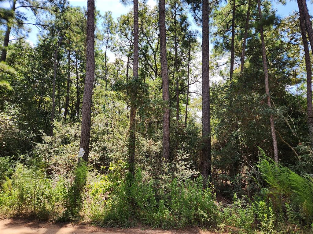 Lot 6 Smokethorn Lane, Plantersville, Texas image 5