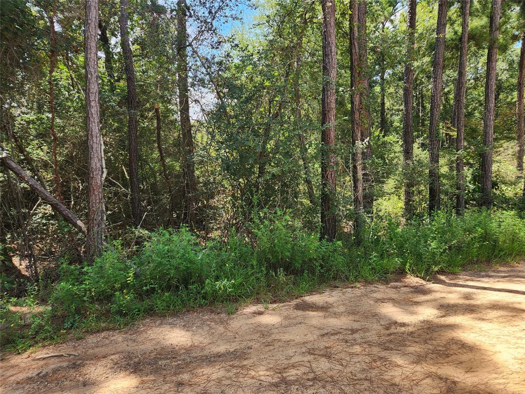 Lot 6 Smokethorn Lane, Plantersville, Texas image 7