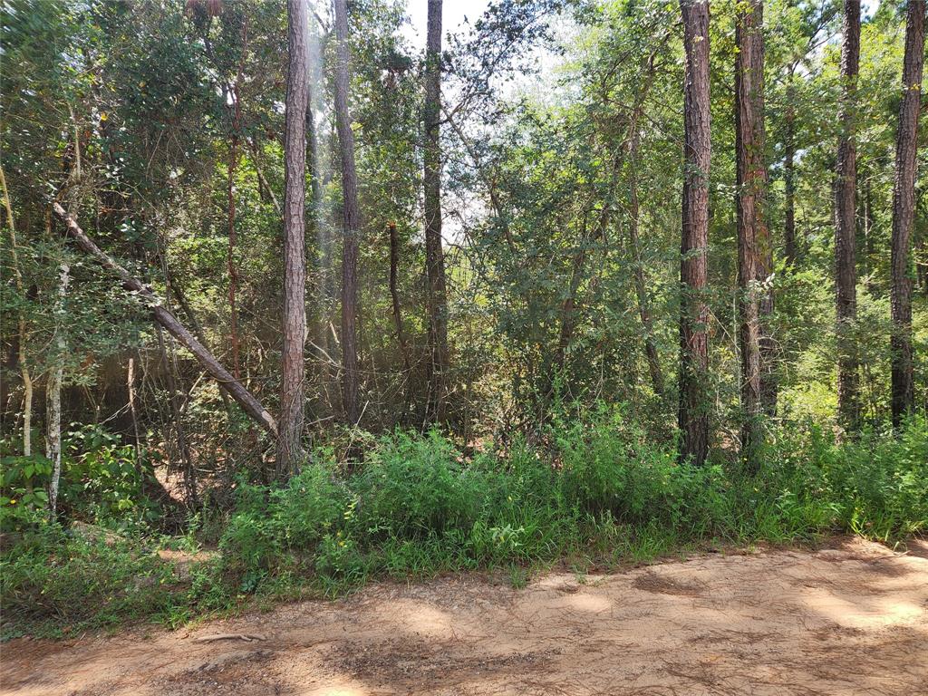 Lot 6 Smokethorn Lane, Plantersville, Texas image 12