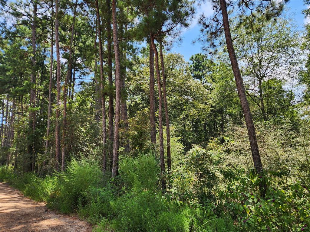 Lot 6 Smokethorn Lane, Plantersville, Texas image 19