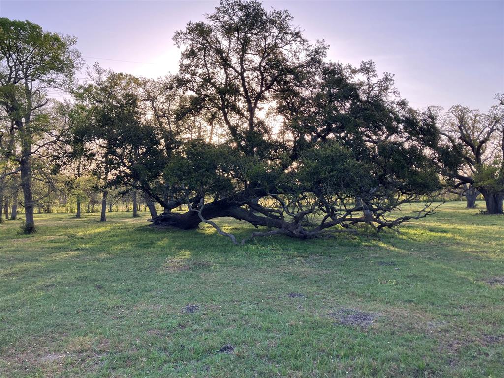33317 Hwy 36, West Columbia, Texas image 6