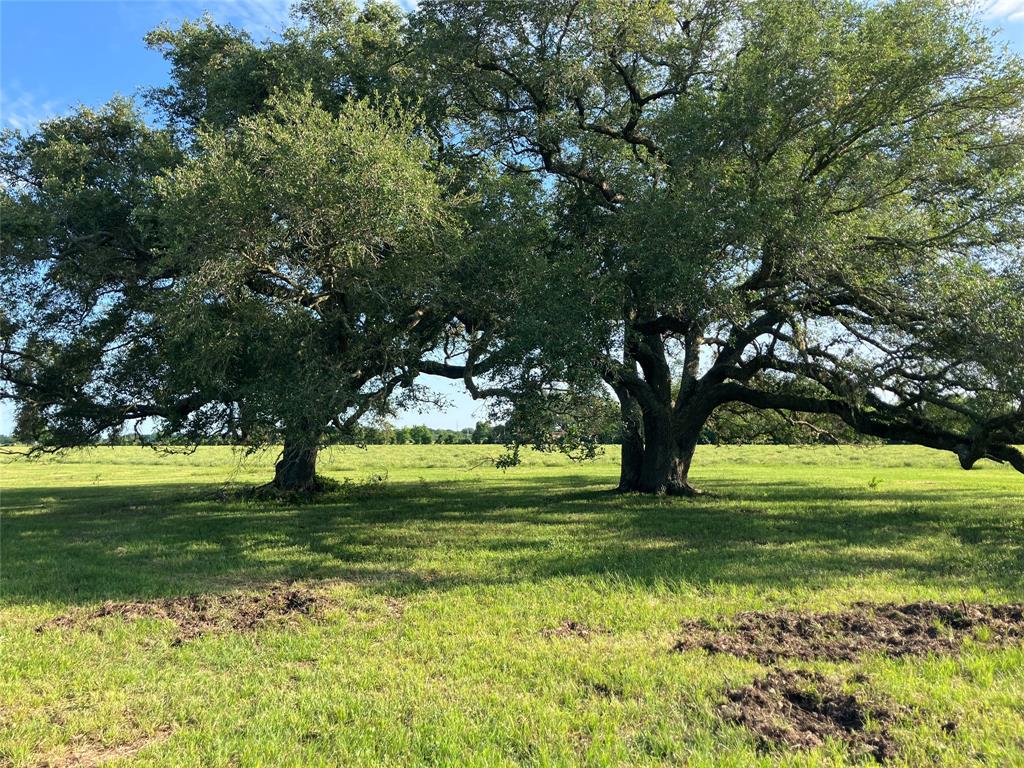 33317 Hwy 36, West Columbia, Texas image 1