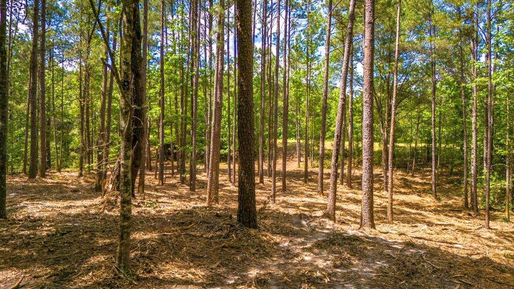 TBD Park St, Nacogdoches, Texas image 6