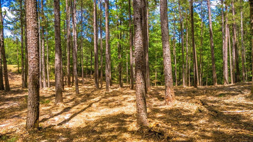 TBD Park St, Nacogdoches, Texas image 5