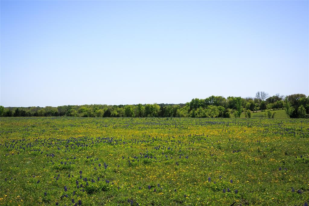 TRACT 3 Caney Creek Rd, Chappell Hill, Texas image 3