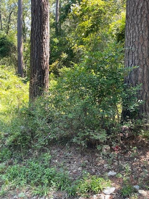 Idle Wild Road, New Caney, Texas image 10