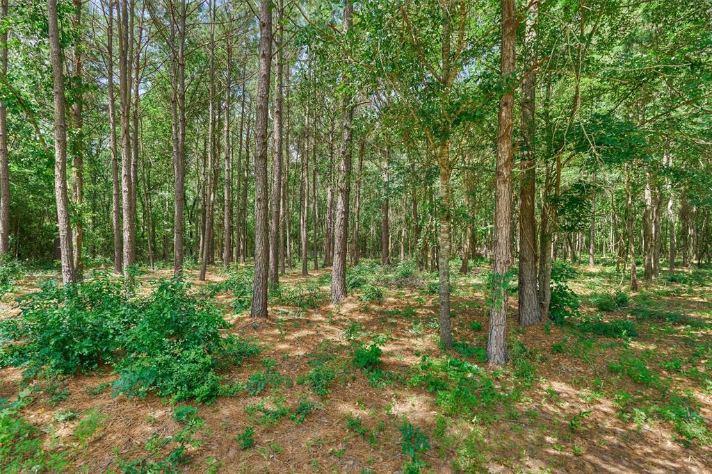 Tract B Sharp View Road, Montgomery, Texas image 9
