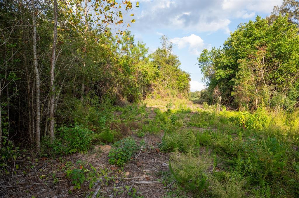 15184 Farm To Market 92, Spurger, Texas image 5