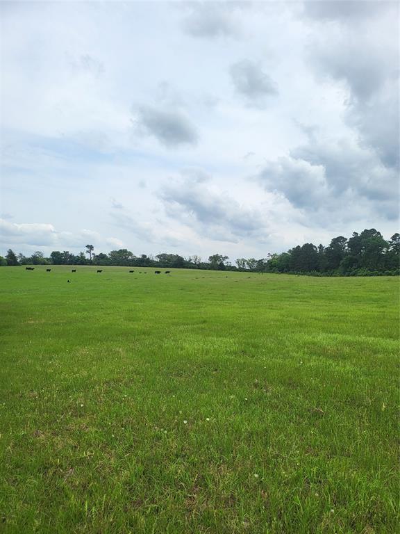 227W & TBD Hayesspring, Grapeland, Texas image 11