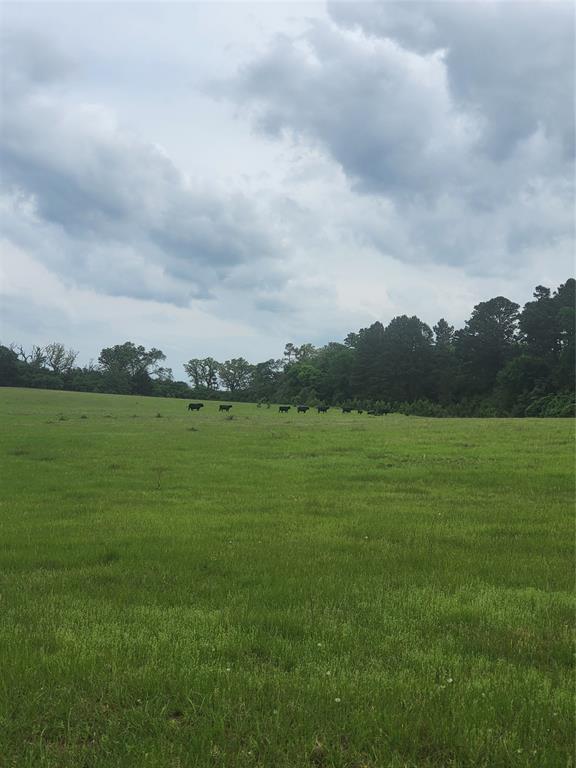 227W & TBD Hayesspring, Grapeland, Texas image 14