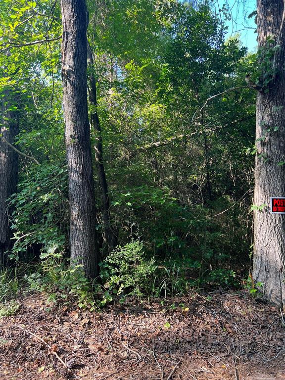 TBD County Road 87, Jasper, Texas image 14