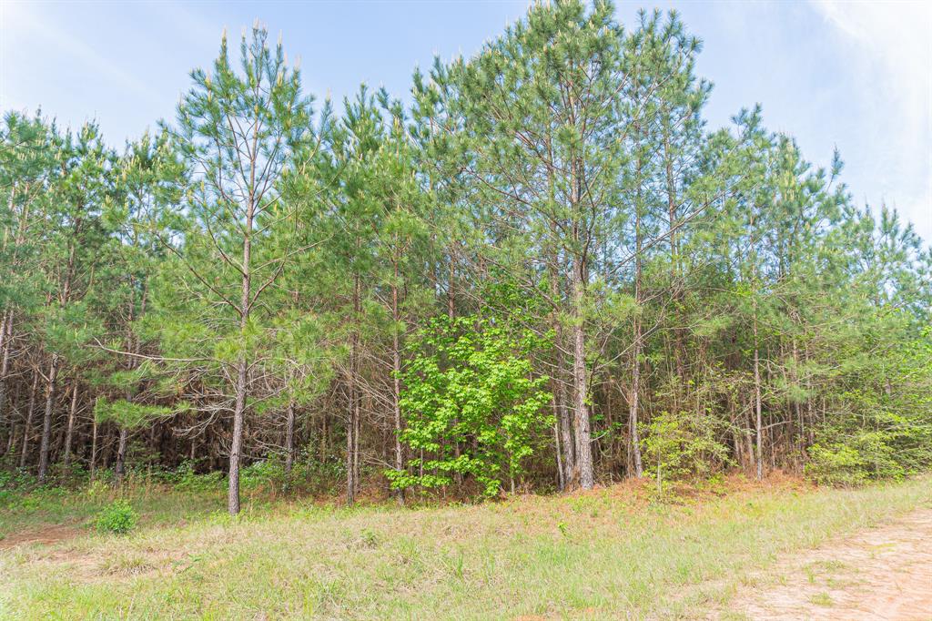 Id 25417  Lot 29 Fm 705, Broaddus, Texas image 4