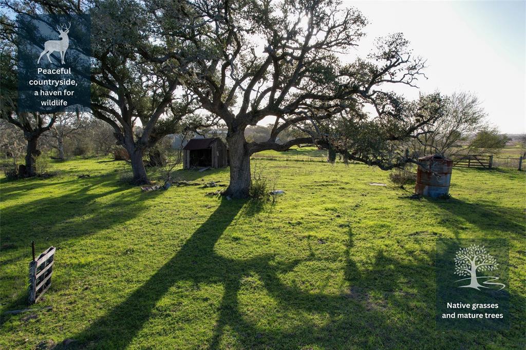 Sauer Bade Road, Cuero, Texas image 5