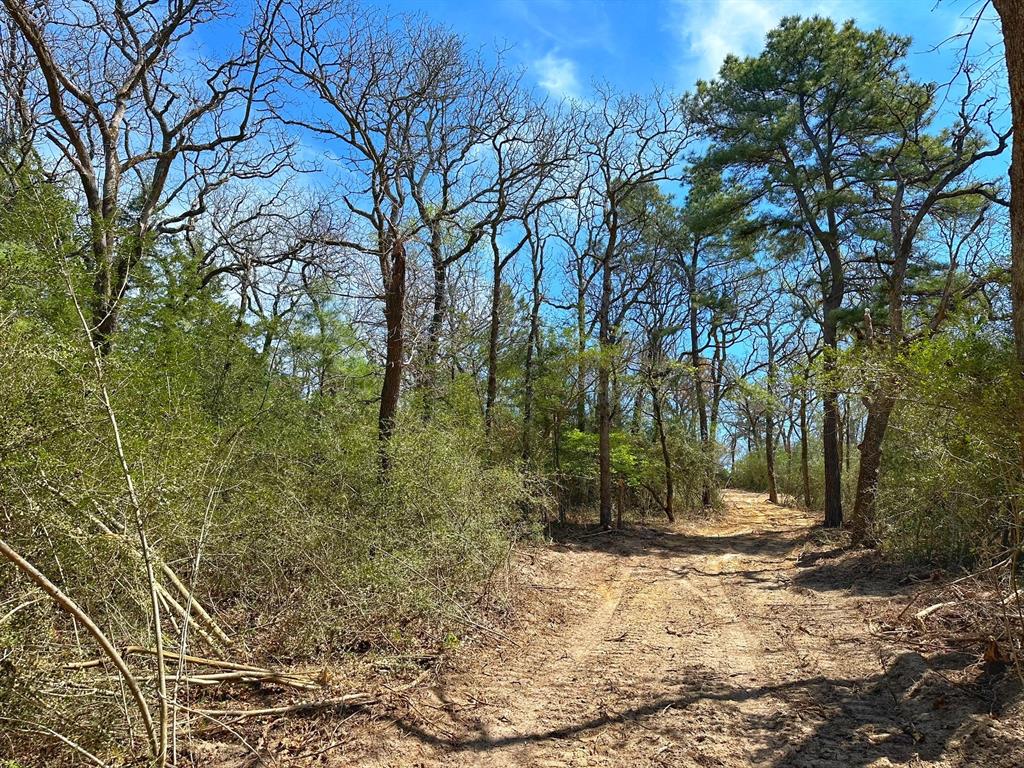 12 Ac Cr 292, Buffalo, Texas image 3