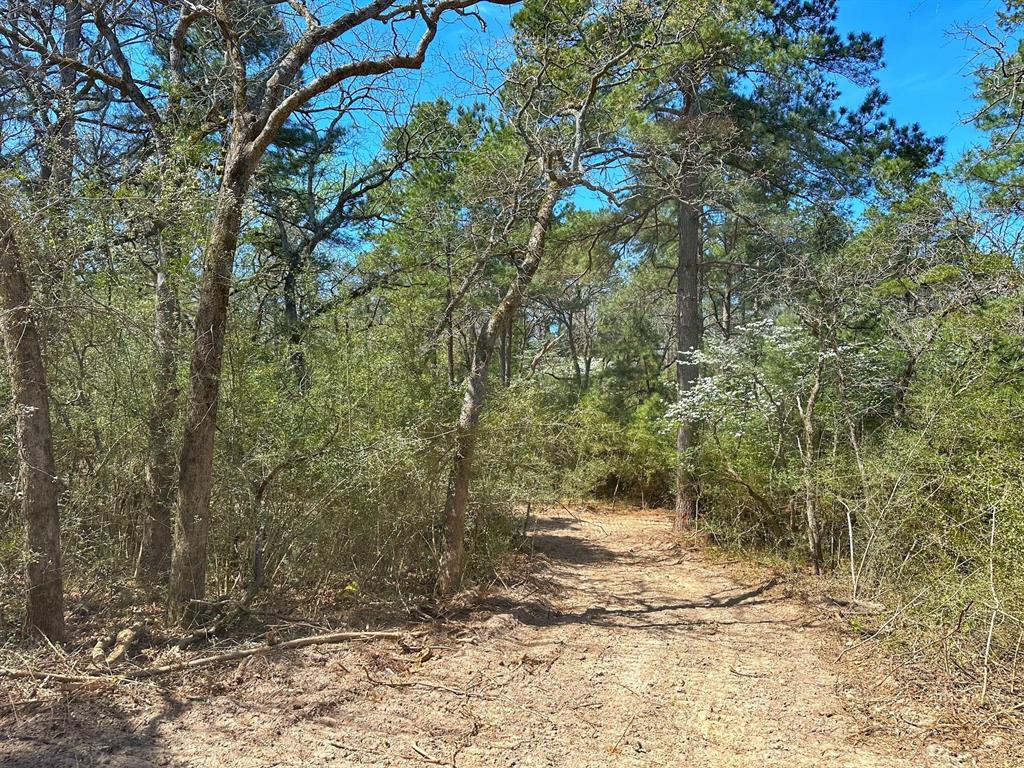 12 Ac Cr 292, Buffalo, Texas image 5