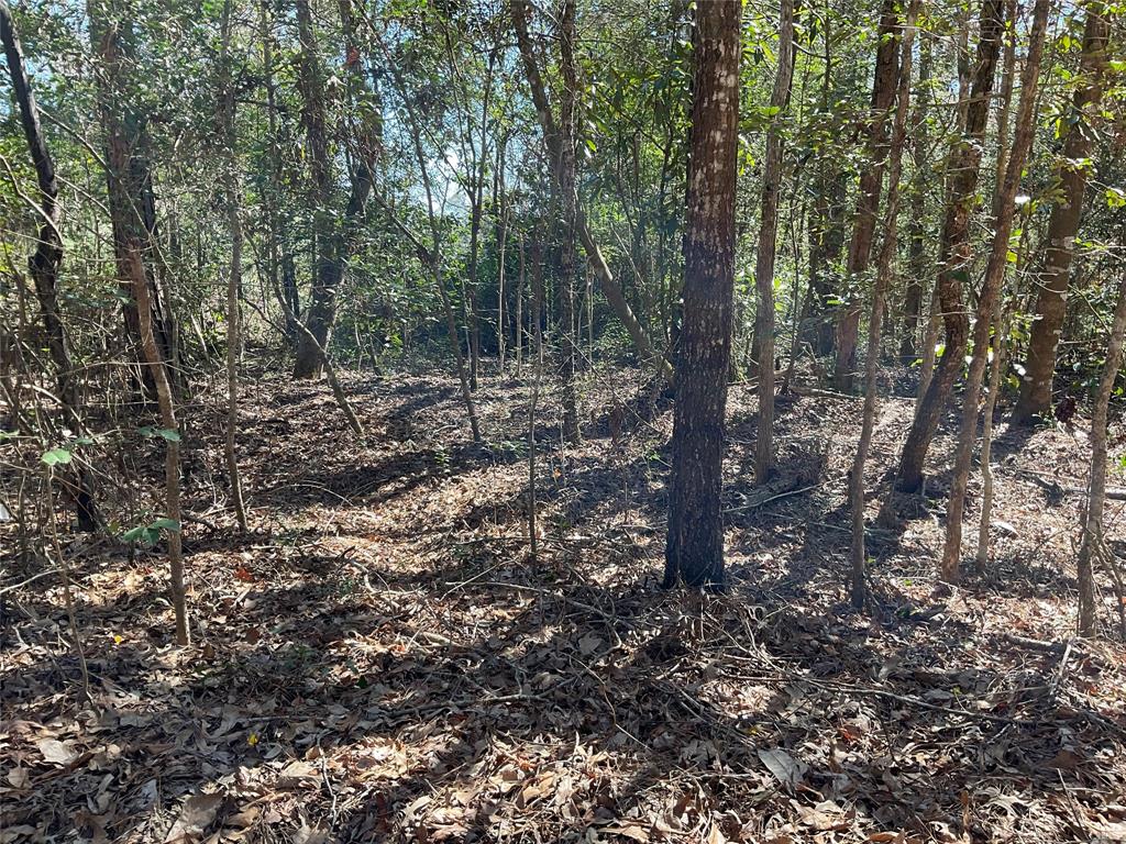Road 2642, Thicket, Texas image 4