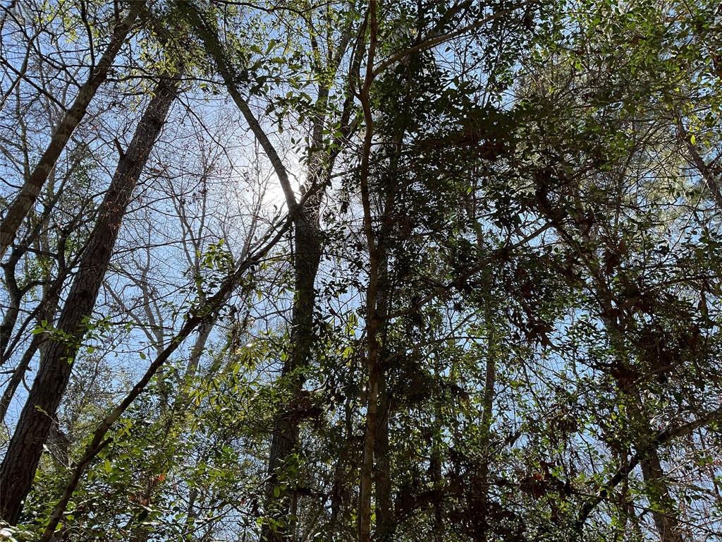 Road 2642, Thicket, Texas image 5