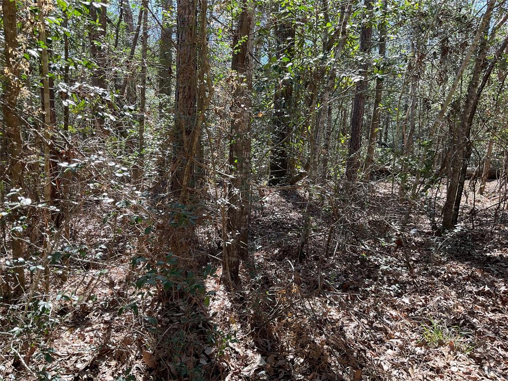 Road 2642, Thicket, Texas image 7