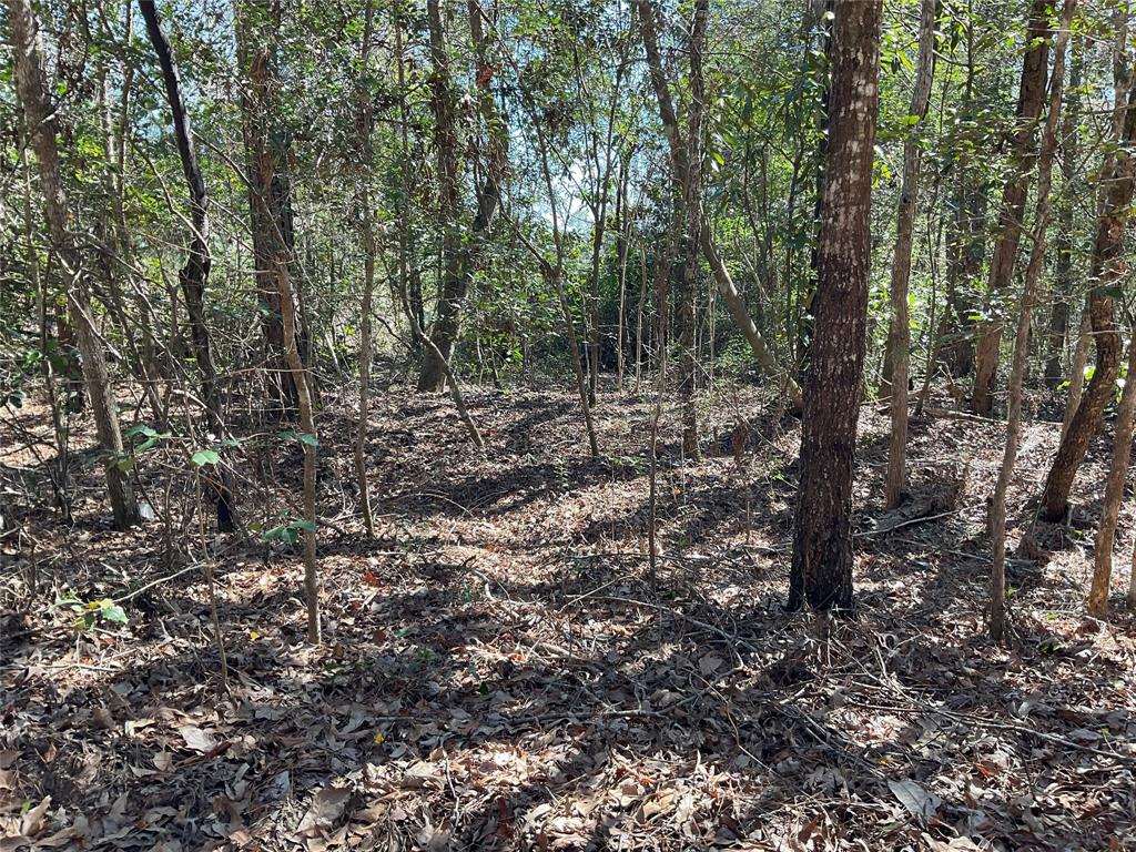 Road 2642, Thicket, Texas image 3