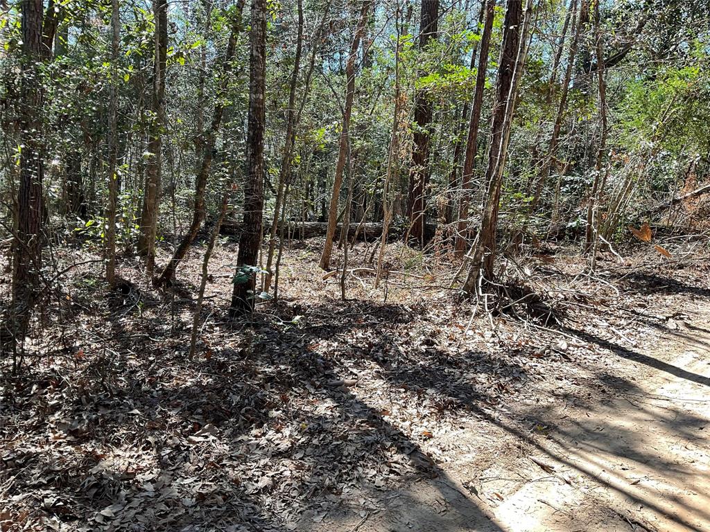 Road 2642, Thicket, Texas image 1