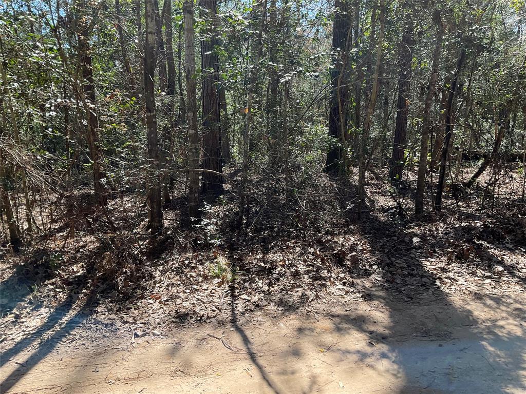 Road 2642, Thicket, Texas image 6