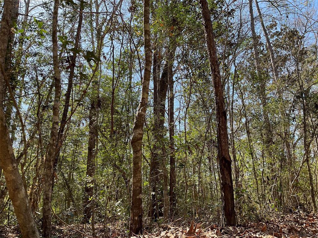 Road 2642, Thicket, Texas image 9