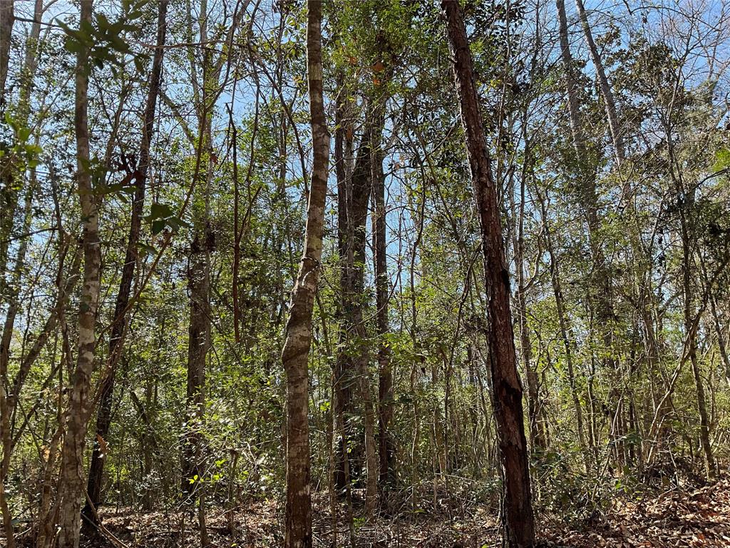 Road 2642, Thicket, Texas image 8