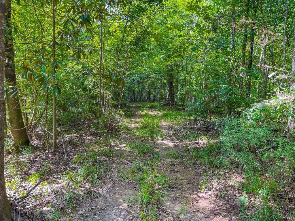 TBD Private Road 8170, Call, Texas image 15