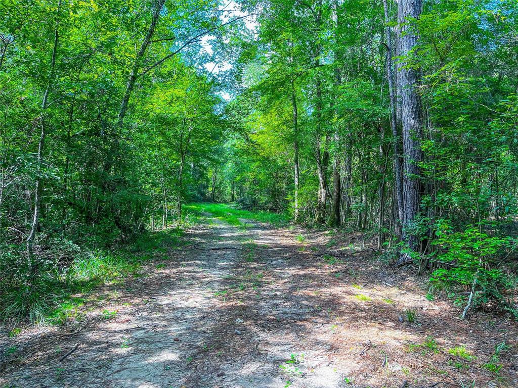 TBD Private Road 8170, Call, Texas image 16