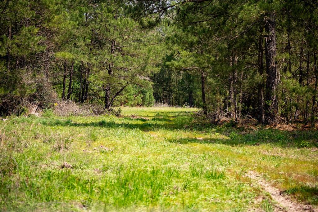 TBD County Road 152, Bedias, Texas image 5