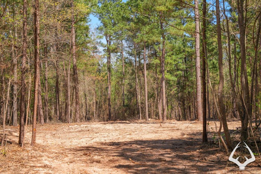 TBD 3 County Road 435 D, Laneville, Texas image 11