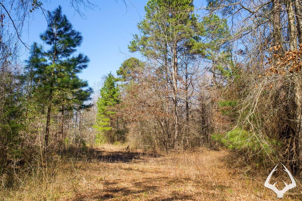 TBD 3 County Road 435 D, Laneville, Texas image 30