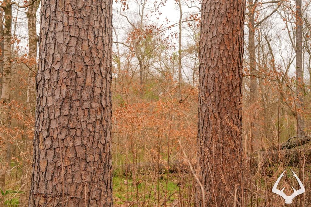 TBD 3 County Road 435 D, Laneville, Texas image 18
