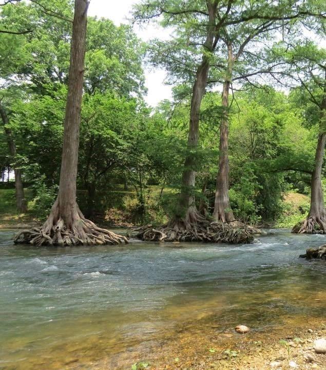 914 Gruene Place Drive, New Braunfels, Texas image 8