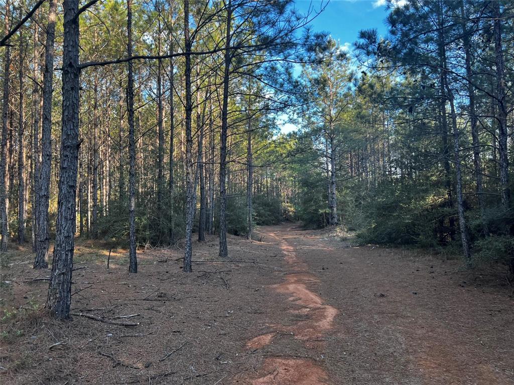 16076 Forest Mill Road, Willis, Texas image 12