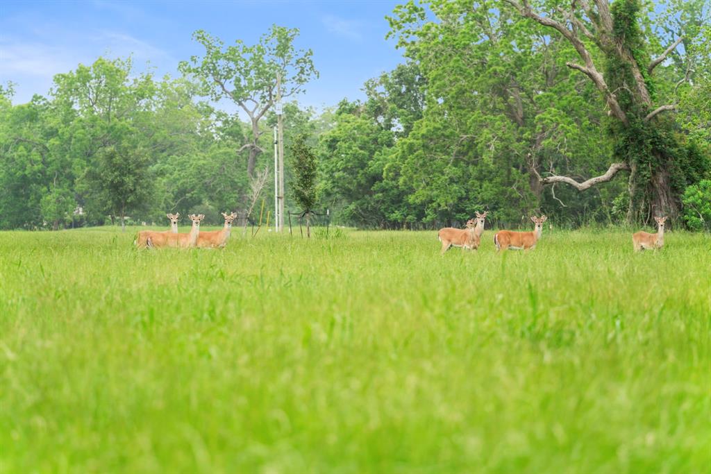 374 Cattle Drive Trail, Angleton, Texas image 45