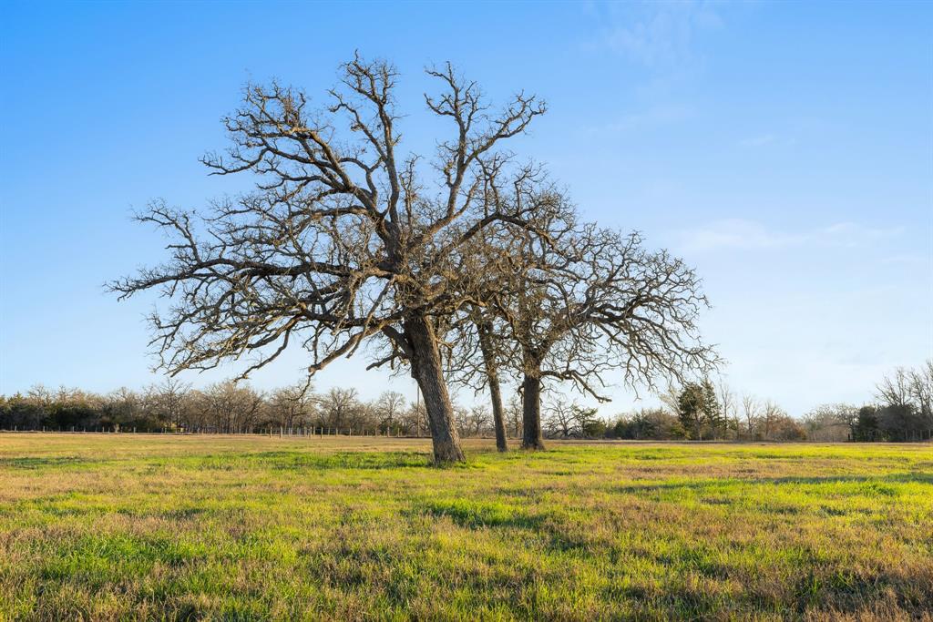 3.514 Ac (Lot 2S) County Road 410, Somerville, Texas image 4