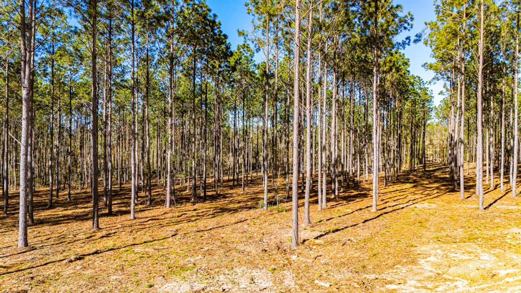 00913 Big Buck Drive, Moscow, Texas image 11