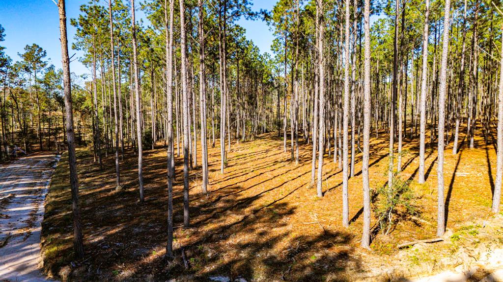 00913 Big Buck Drive, Moscow, Texas image 8