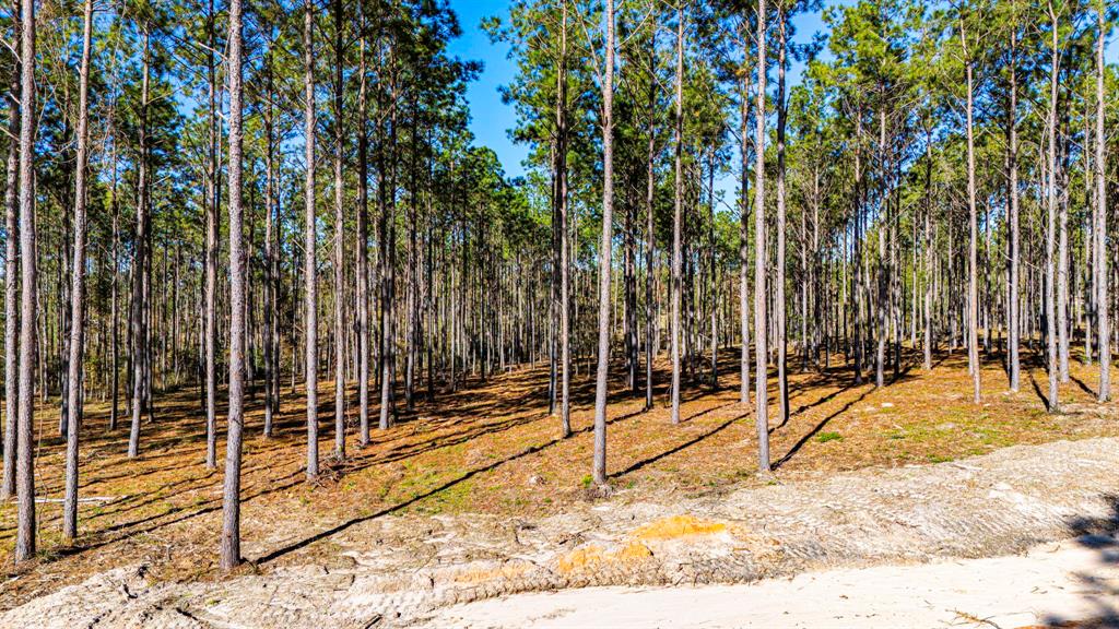 00913 Big Buck Drive, Moscow, Texas image 10