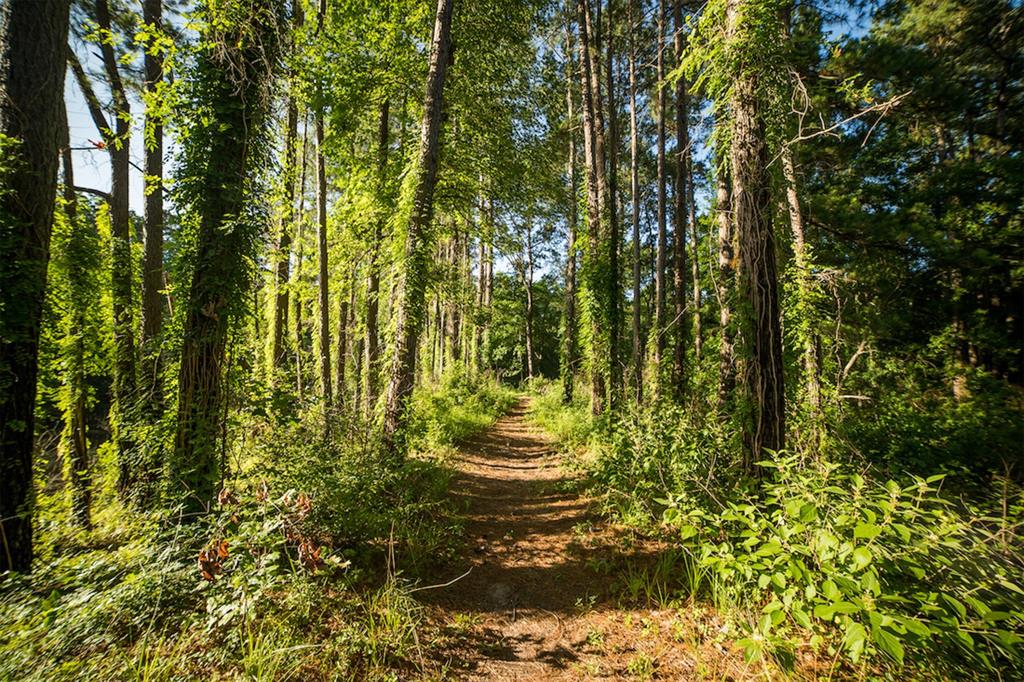 6-30-16 Dipping Vat Road, Huntsville, Texas image 23