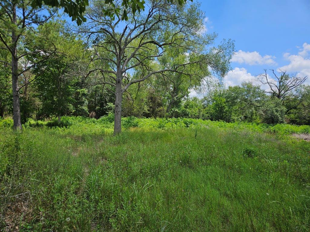 Bracewell Road, Bedias, Texas image 6