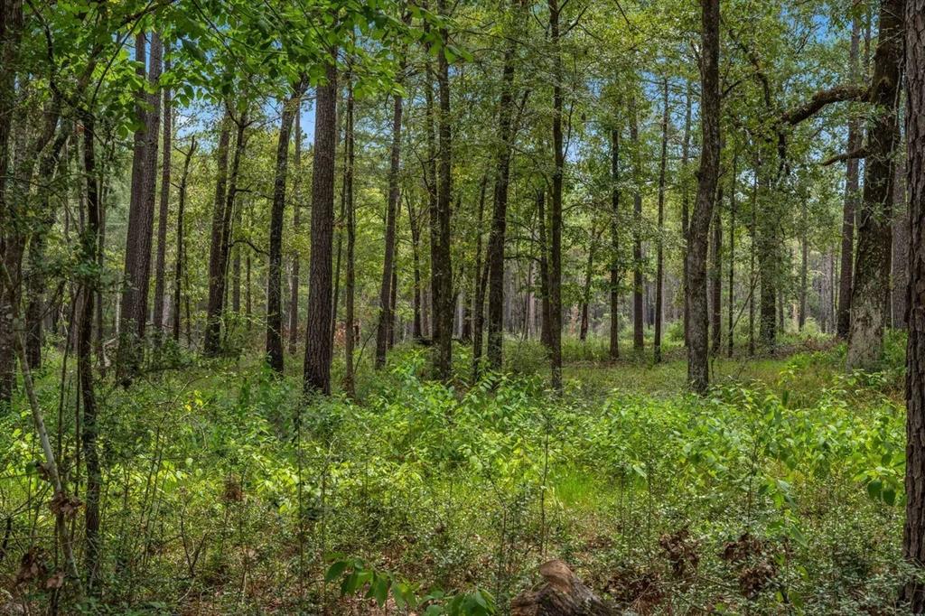 TBD Mccoy Ranch Rd Road, Onalaska, Texas image 8