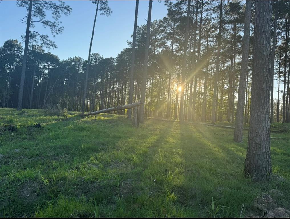 TBD Mccoy Ranch Rd Road, Onalaska, Texas image 6