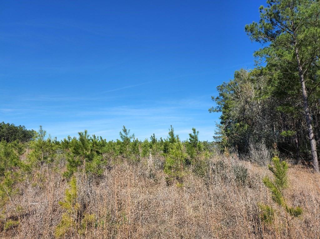 26827 Us 59 North, Corrigan, Texas image 3