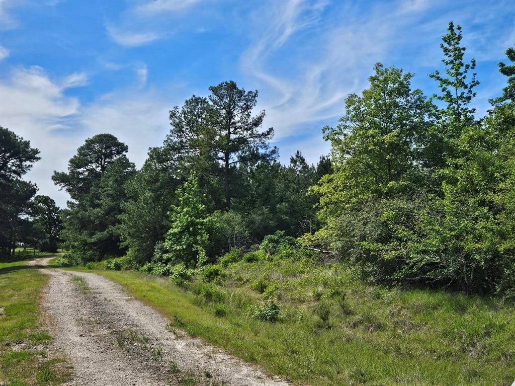 Tbd Hollybrook Drive, Trinity, Texas image 2