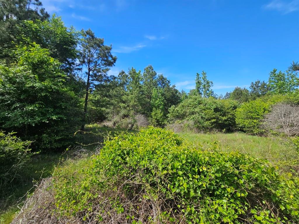 Tbd Hollybrook Drive, Trinity, Texas image 3