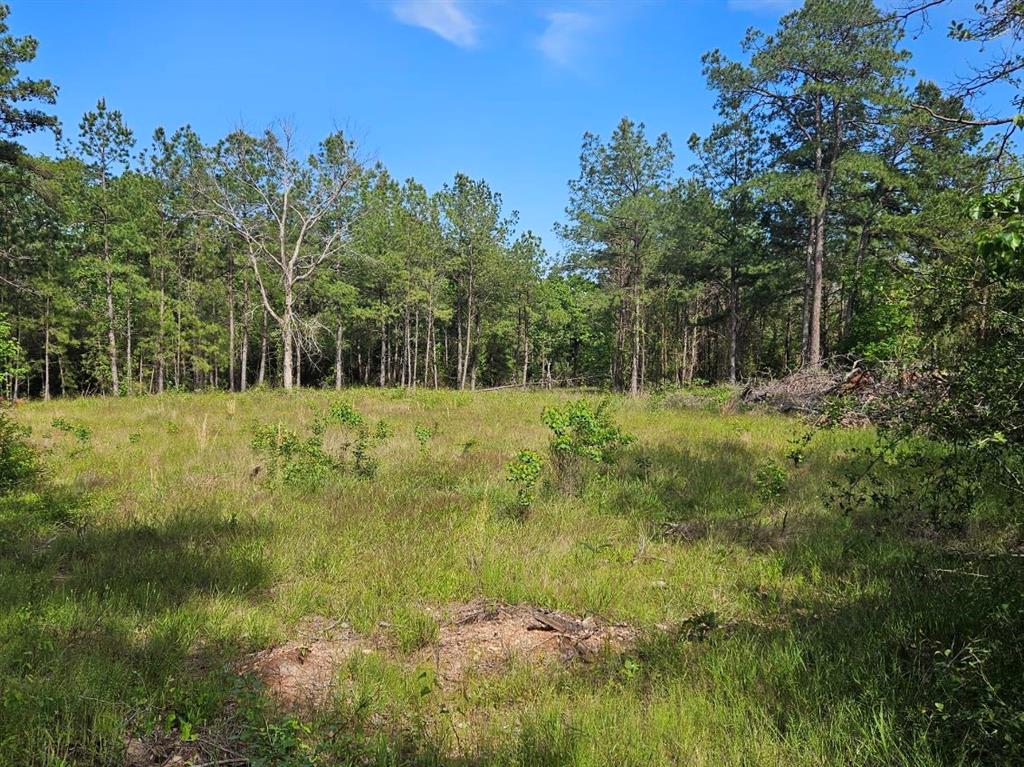 Tbd Hollybrook Drive, Trinity, Texas image 6