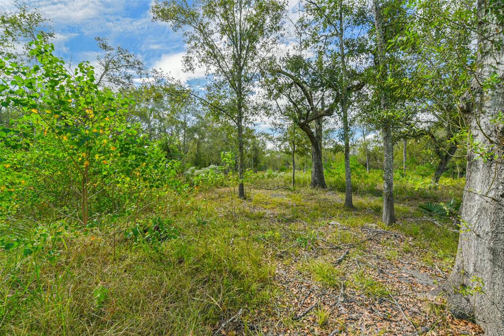 Live Oak St, Damon, Texas image 8