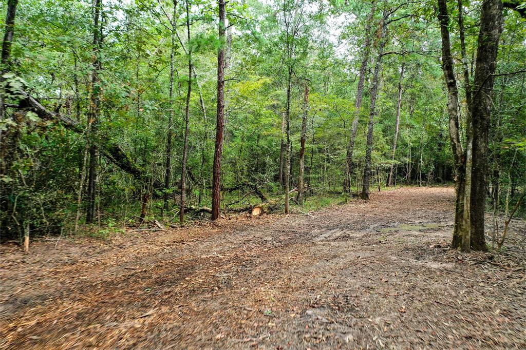 90.3 Acres Squirrel Tree Rd, Shepherd, Texas image 9